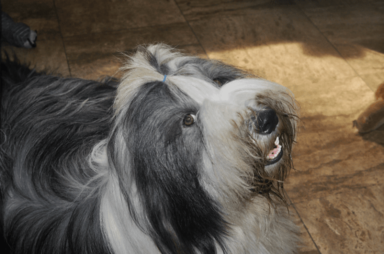 Ghost, a Bearded Collie tested with EmbarkVet.com