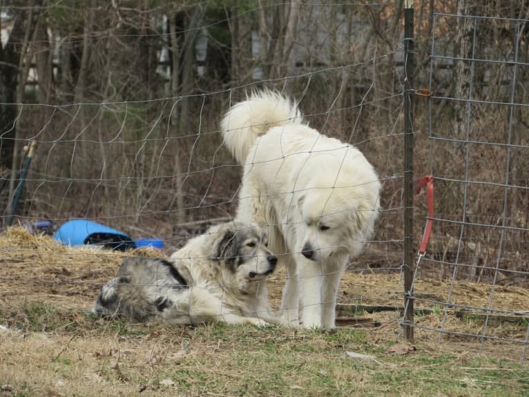 Kima, a Great Pyrenees tested with EmbarkVet.com