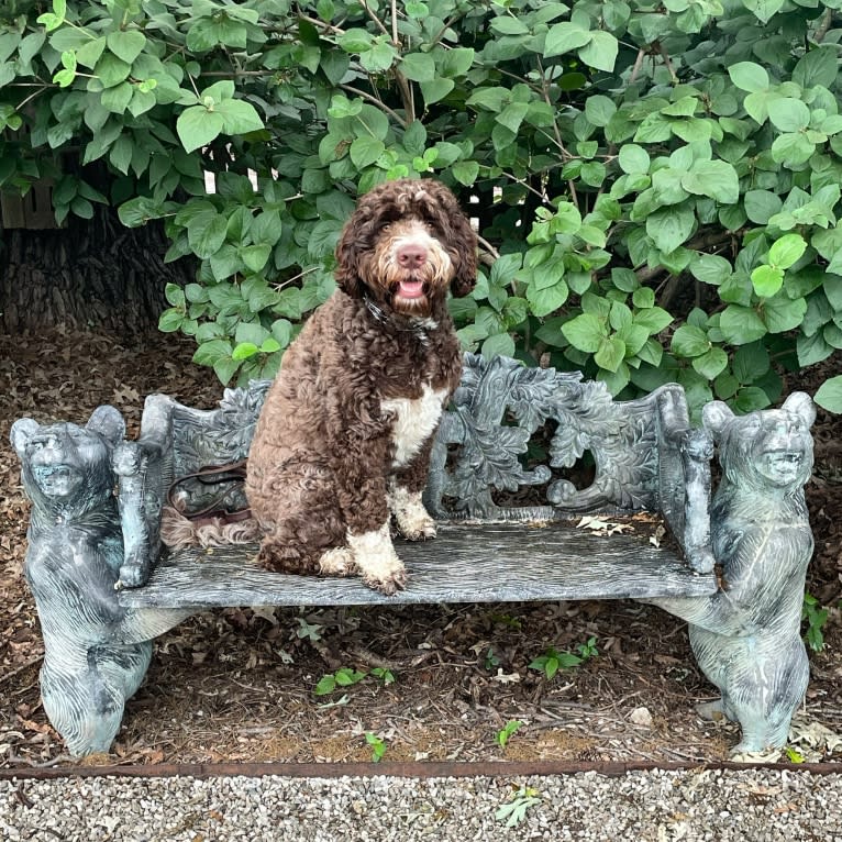 Bolo, an English Springer Spaniel and Poodle (Standard) mix tested with EmbarkVet.com