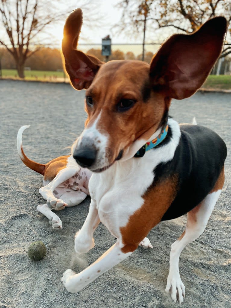 Roxy, a Treeing Walker Coonhound tested with EmbarkVet.com