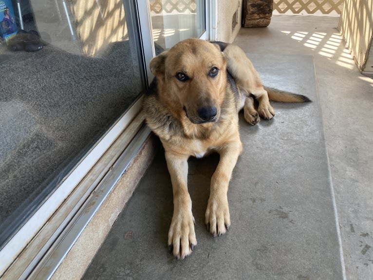 Lukas, a German Shepherd Dog and Australian Cattle Dog mix tested with EmbarkVet.com