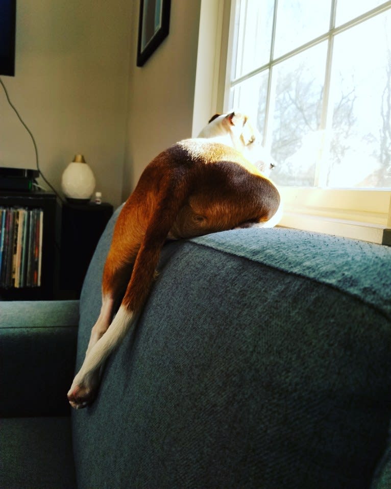 Klaus, an American Pit Bull Terrier and Chihuahua mix tested with EmbarkVet.com
