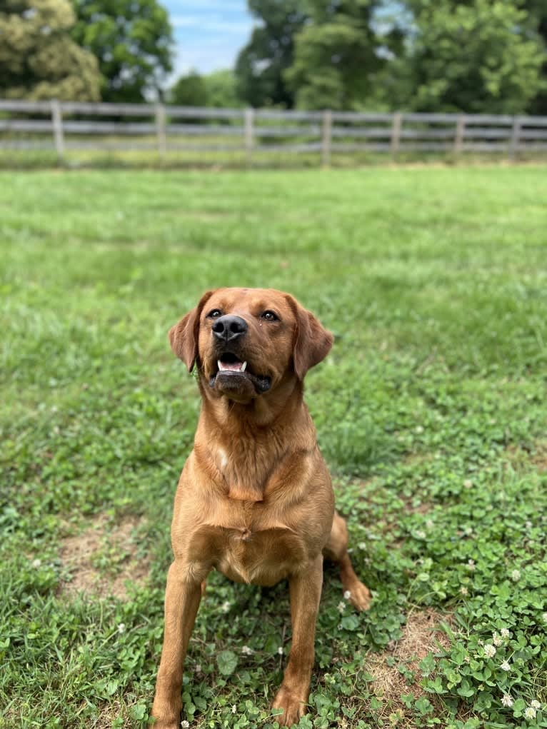 Quest, a Labrador Retriever (8.0% unresolved) tested with EmbarkVet.com