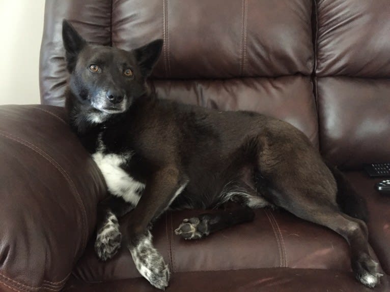 Fox, a Chow Chow and Australian Cattle Dog mix tested with EmbarkVet.com