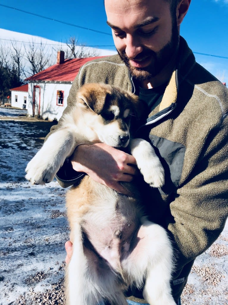 Mattis, a German Shepherd Dog and Alaskan Malamute mix tested with EmbarkVet.com