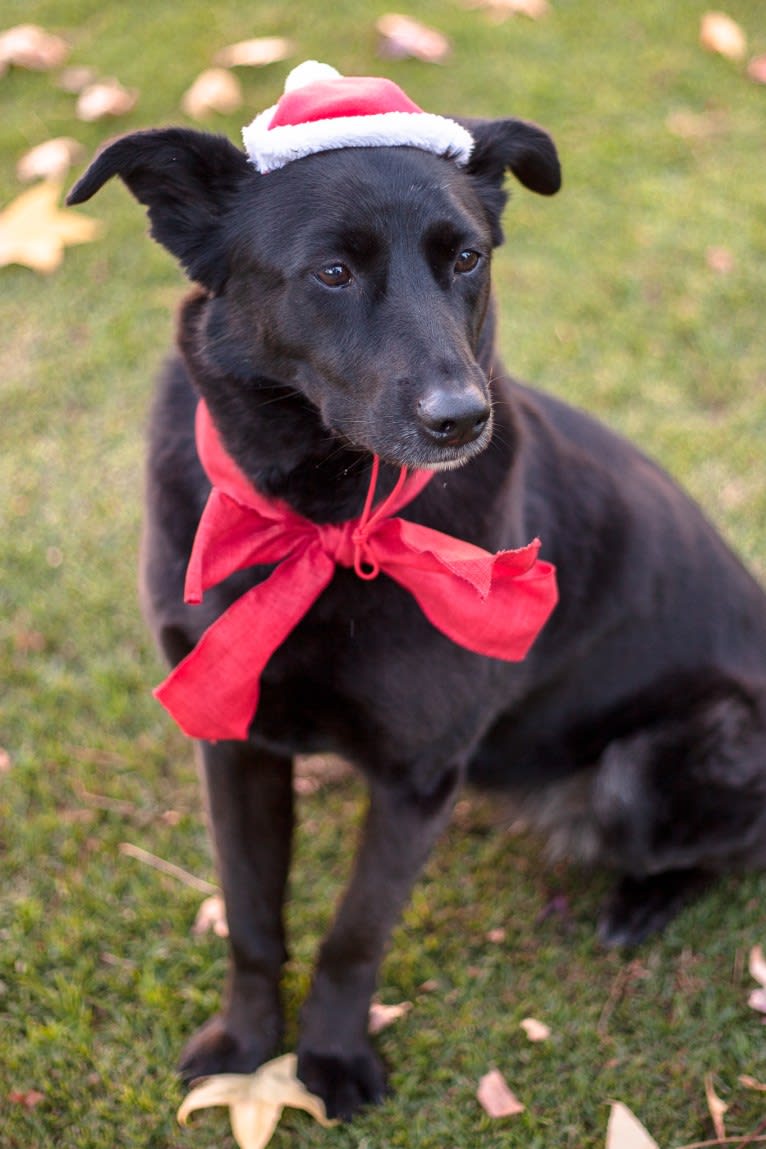 Shannon, an East Asian Village Dog tested with EmbarkVet.com