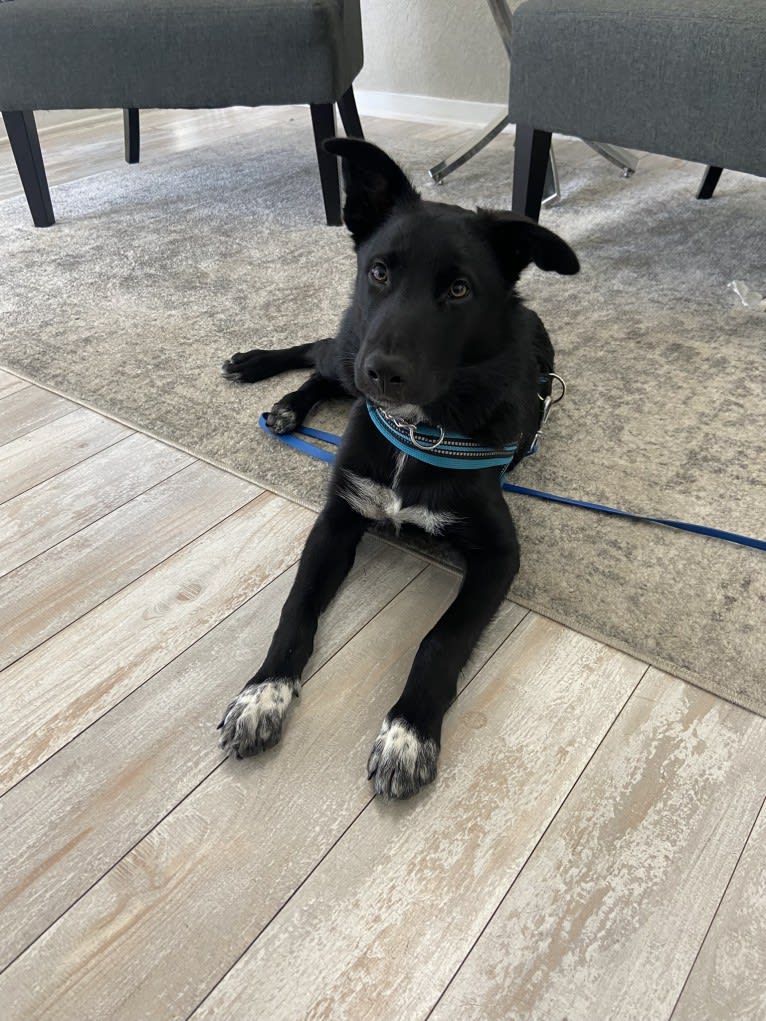 Donny El Dante, a Border Collie and German Shepherd Dog mix tested with EmbarkVet.com