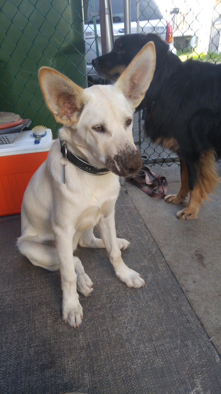 Loki, a Siberian Husky and Australian Cattle Dog mix tested with EmbarkVet.com