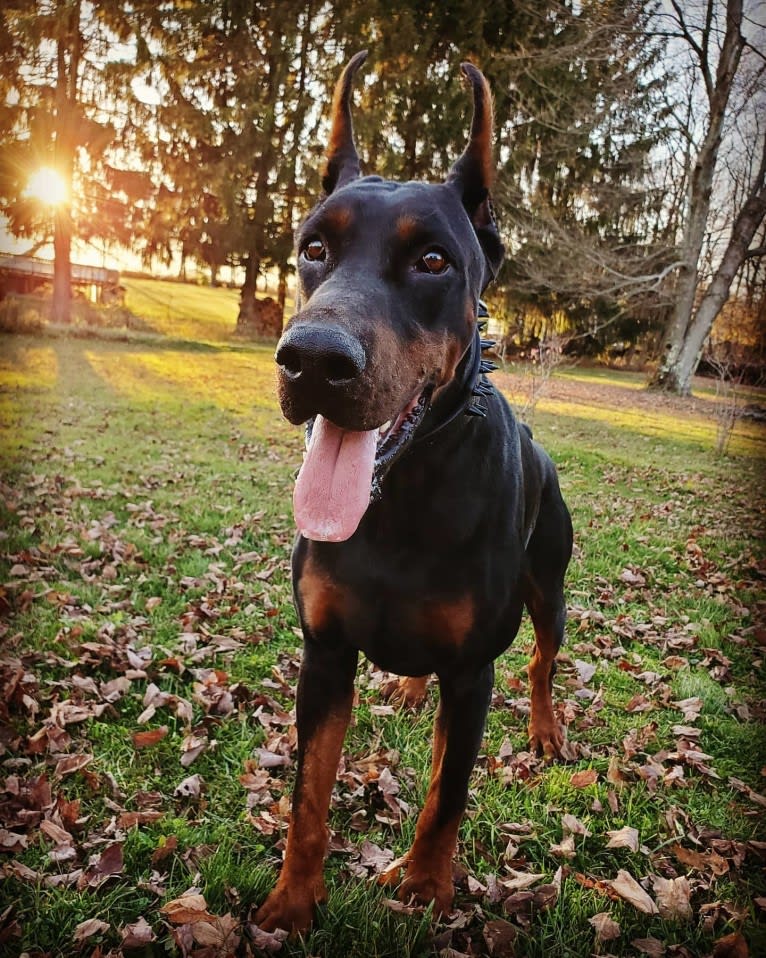 Draugr, a Doberman Pinscher tested with EmbarkVet.com