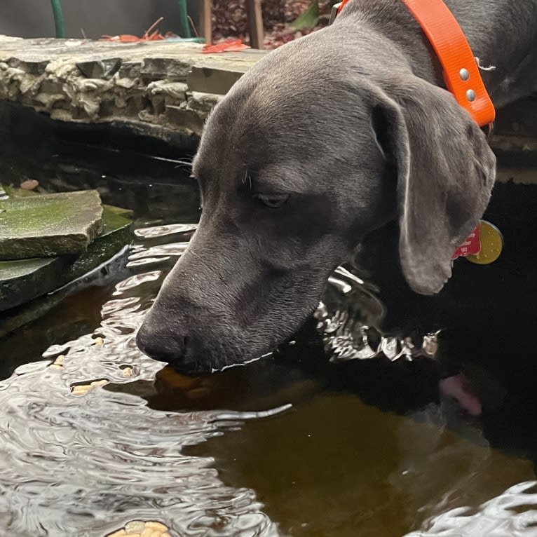 Remy, a Weimaraner tested with EmbarkVet.com