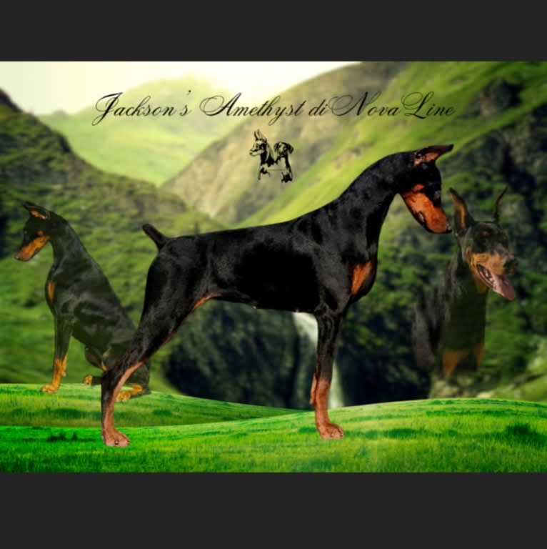 Amethyst, a Doberman Pinscher tested with EmbarkVet.com