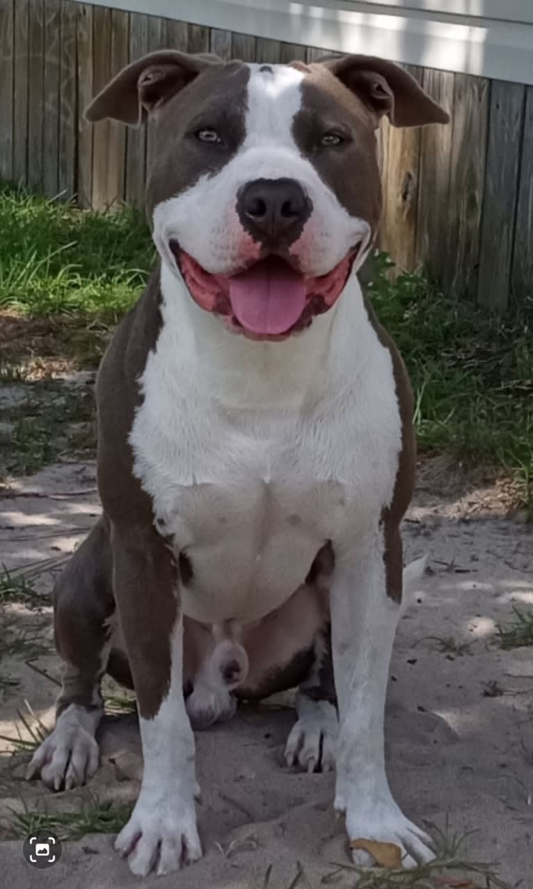 "X" (Dmx), an American Pit Bull Terrier tested with EmbarkVet.com