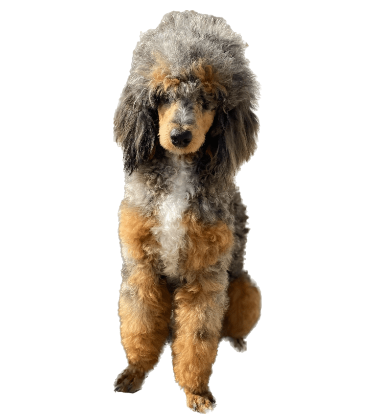 Gunner, a Poodle tested with EmbarkVet.com