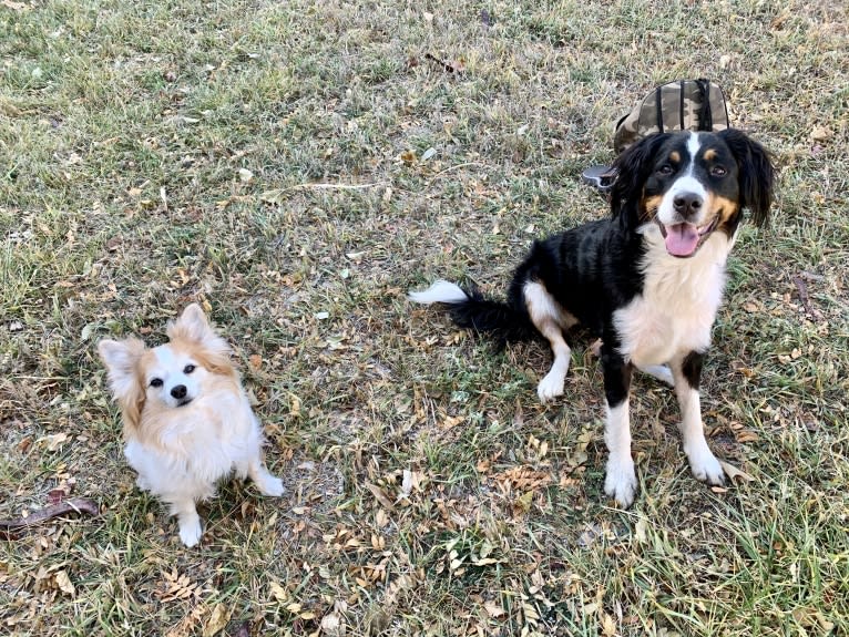 Ziggy, a Papillon and Maltese mix tested with EmbarkVet.com