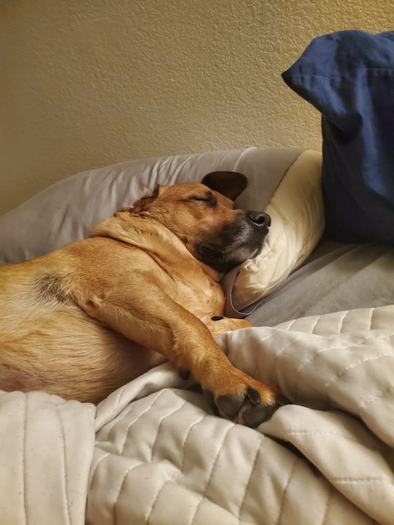 Cody, a Basset Hound and Australian Cattle Dog mix tested with EmbarkVet.com