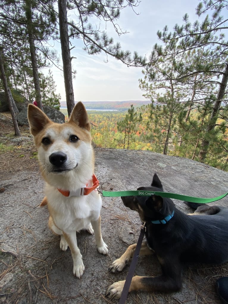 Sumi, a Japanese or Korean Village Dog and Akita Inu mix tested with EmbarkVet.com