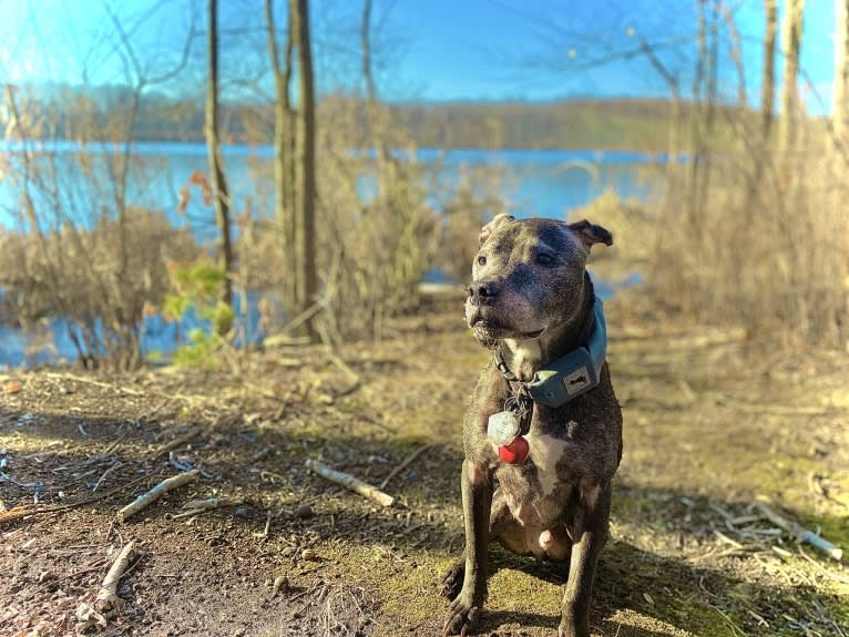 Shadow, an American Pit Bull Terrier and American Staffordshire Terrier mix tested with EmbarkVet.com