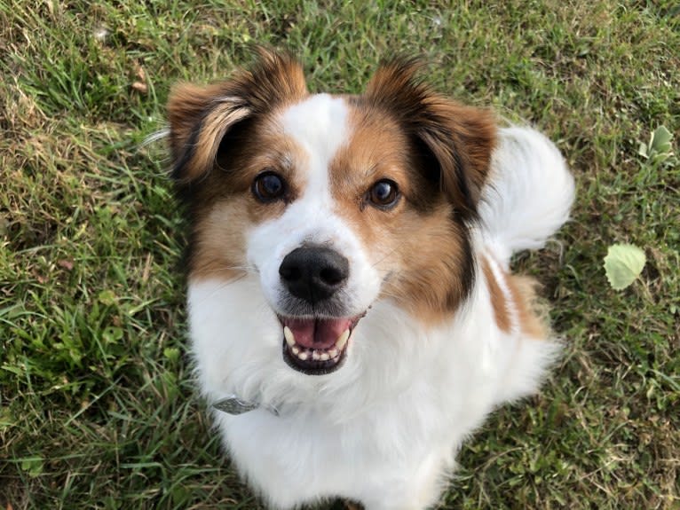 Cooper, an Australian Cattle Dog and Shih Tzu mix tested with EmbarkVet.com