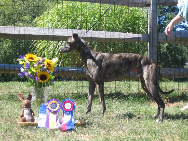 Remy, a Whippet tested with EmbarkVet.com