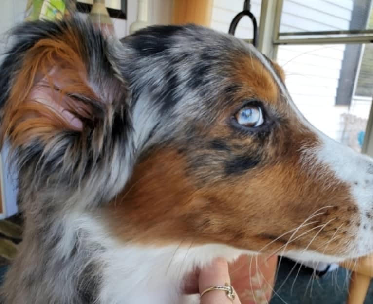 Remi, an Australian Shepherd and Border Collie mix tested with EmbarkVet.com