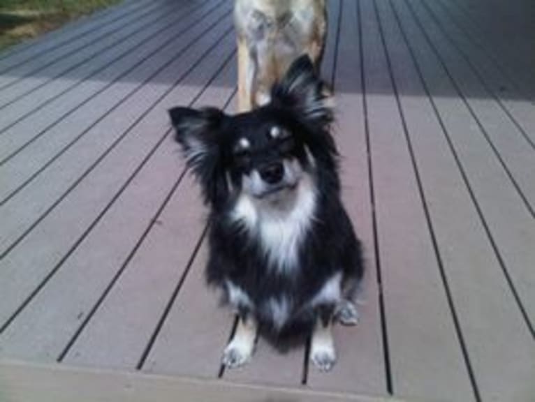 Pucci, an American Eskimo Dog and Chihuahua mix tested with EmbarkVet.com