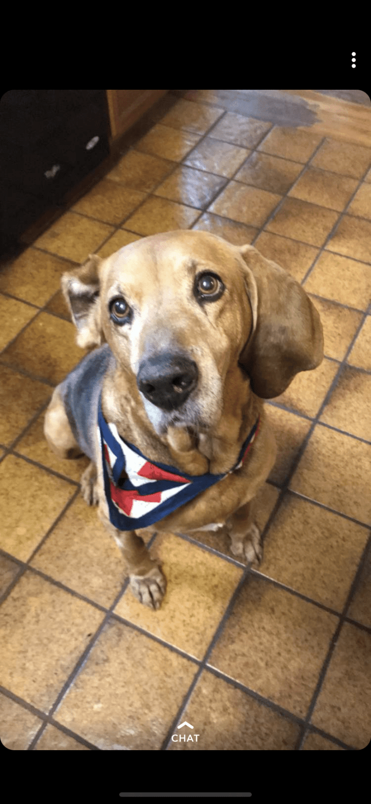 Old Boi, a Treeing Walker Coonhound tested with EmbarkVet.com