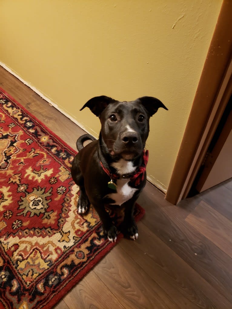 Finn, an American Bully and Labrador Retriever mix tested with EmbarkVet.com