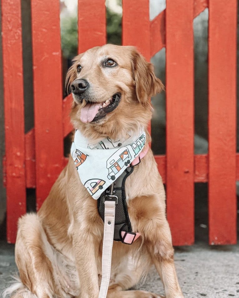 Marley, a Golden Retriever tested with EmbarkVet.com