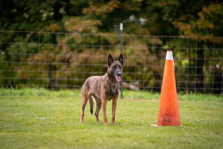 Snowflake, a Belgian Shepherd tested with EmbarkVet.com