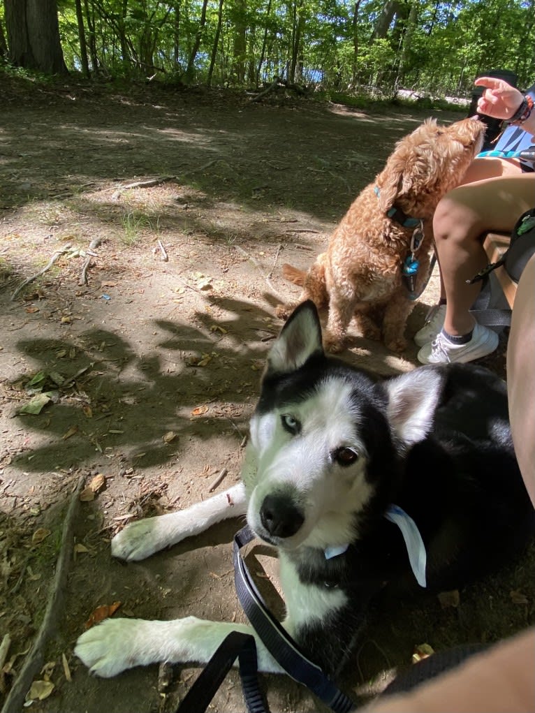 Arto, a Siberian Husky tested with EmbarkVet.com