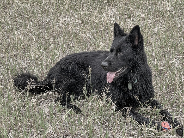 Valor Vom Hof Grebe, a German Shepherd Dog tested with EmbarkVet.com