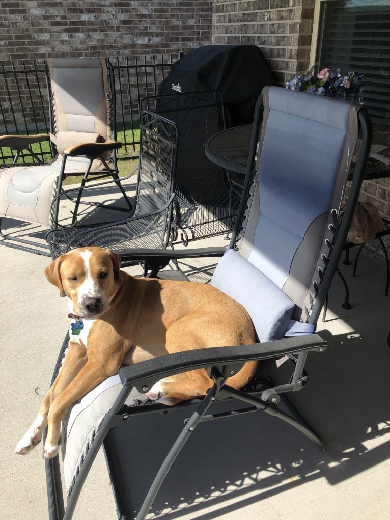 Byron, an American Pit Bull Terrier and Labrador Retriever mix tested with EmbarkVet.com