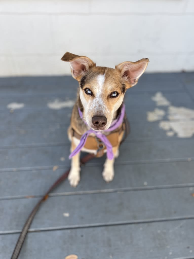 Kit, an Australian Cattle Dog and Chihuahua mix tested with EmbarkVet.com
