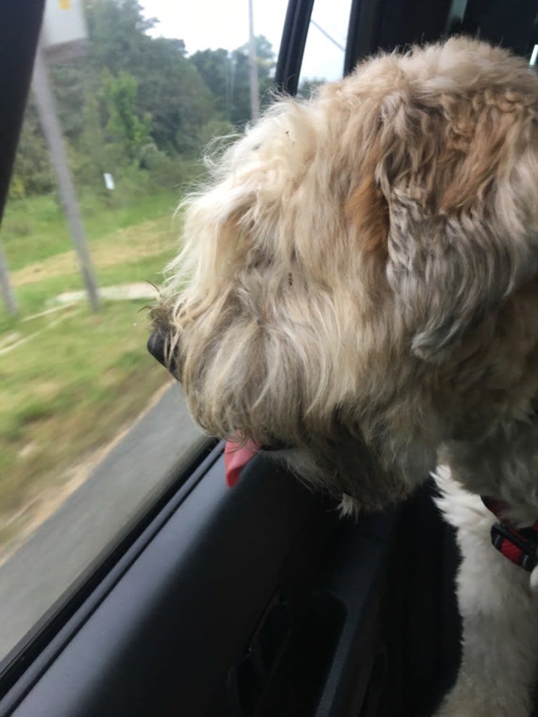 Desmond, a Soft Coated Wheaten Terrier tested with EmbarkVet.com