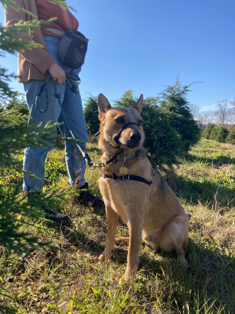 Melvin, an Australian Cattle Dog tested with EmbarkVet.com