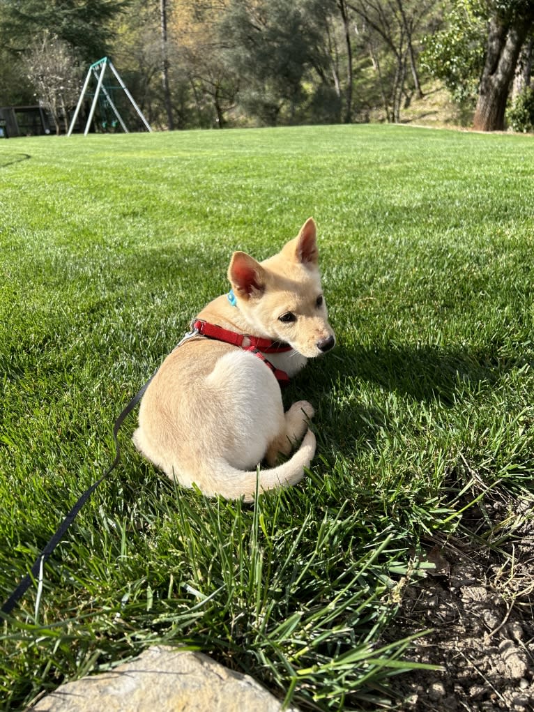 Junie B. Jones, a German Shepherd Dog and Australian Cattle Dog mix tested with EmbarkVet.com