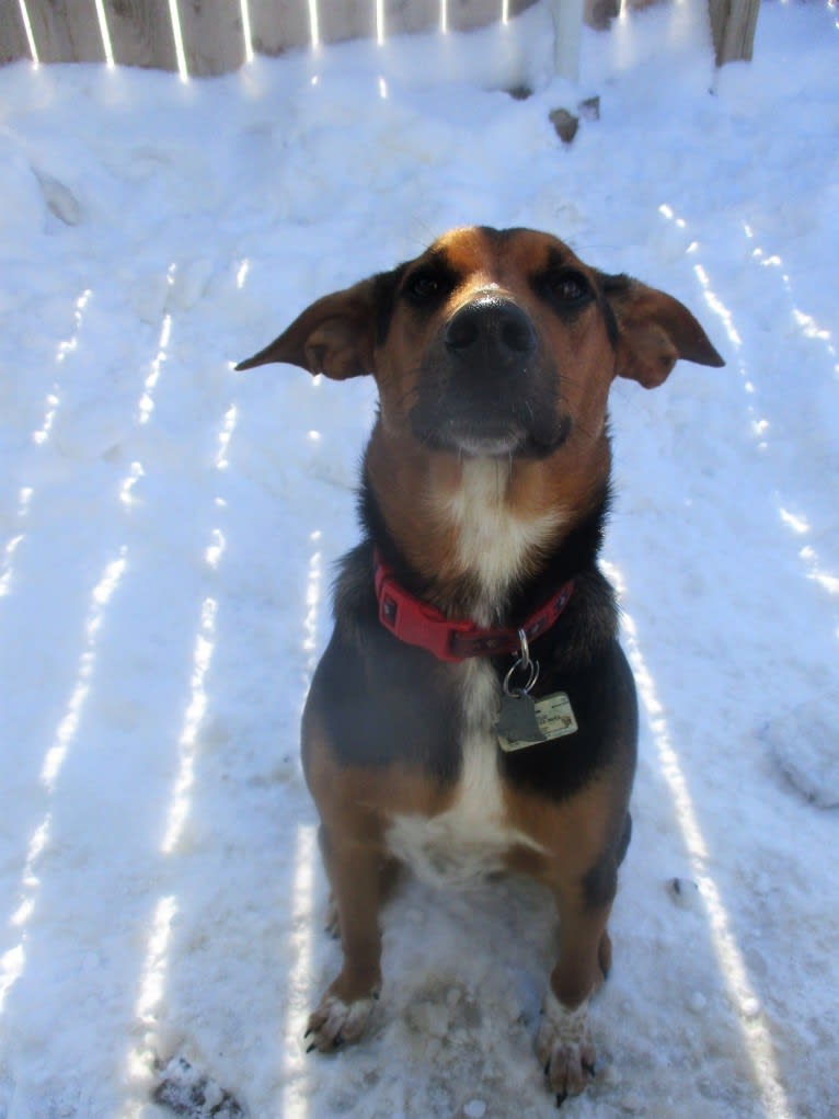 Chara, a Black and Tan Coonhound and Border Collie mix tested with EmbarkVet.com