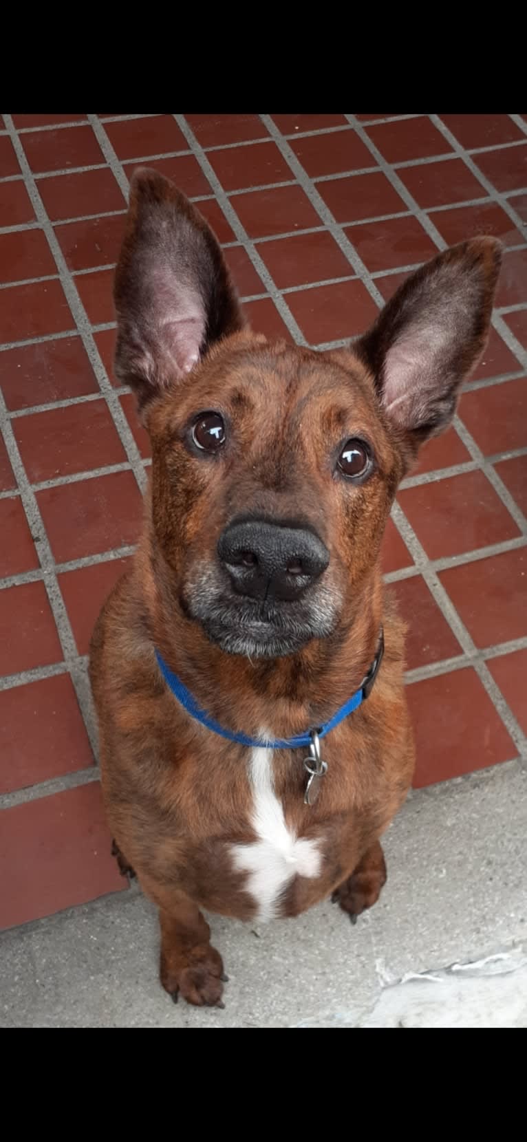 Nigel, an American Pit Bull Terrier and Chow Chow mix tested with EmbarkVet.com