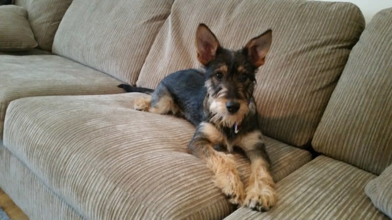 Cooper, a Miniature Schnauzer and German Shepherd Dog mix tested with EmbarkVet.com