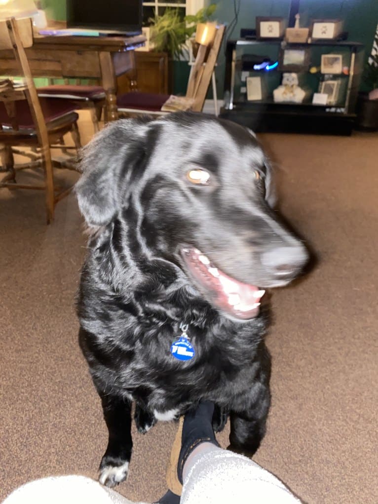 Care Bear Ross, a Labrador Retriever and Australian Cattle Dog mix tested with EmbarkVet.com