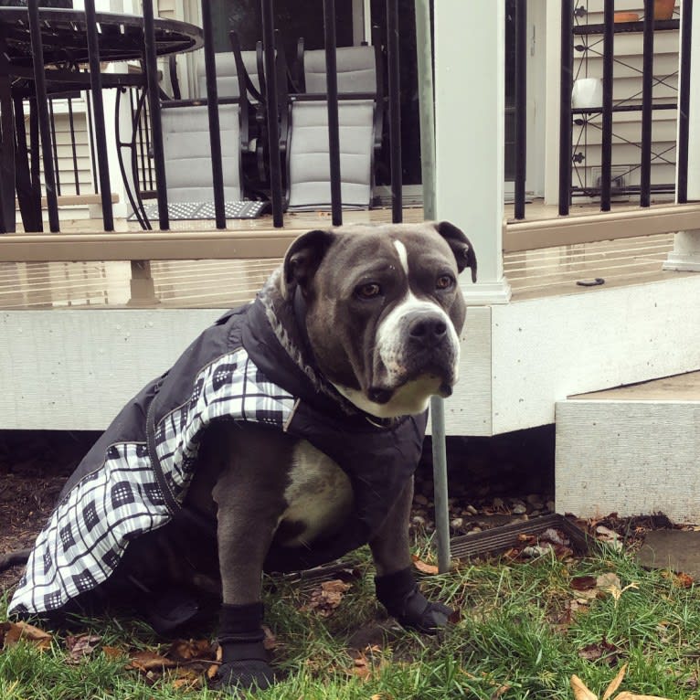 Higgins, an American Bully tested with EmbarkVet.com