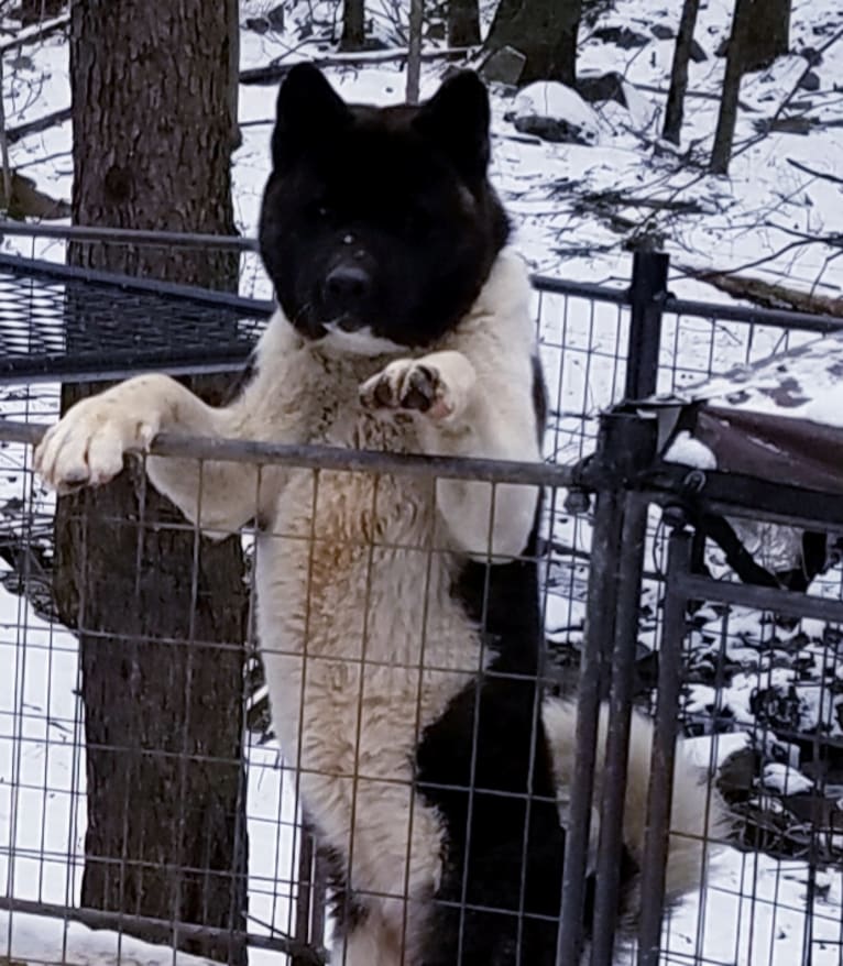 Casey, an Akita tested with EmbarkVet.com