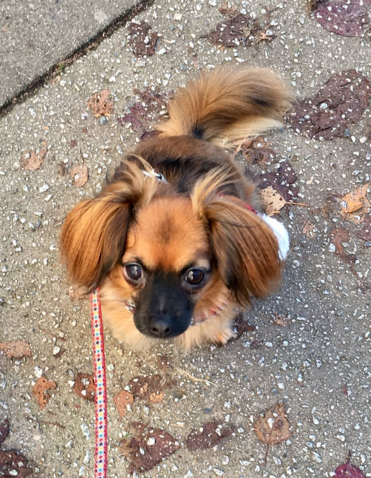 Finn, a Chihuahua and Dachshund mix tested with EmbarkVet.com