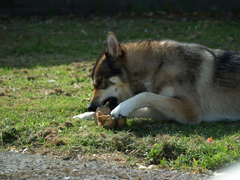 Kalen, a German Shepherd Dog and Siberian Husky mix tested with EmbarkVet.com