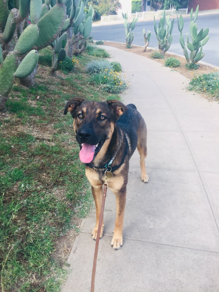 Arrow, a German Shepherd Dog and American Pit Bull Terrier mix tested with EmbarkVet.com