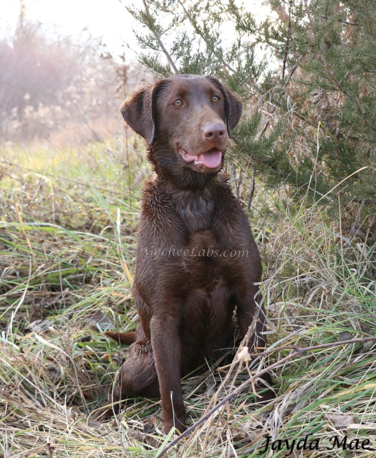 Jayda, a Labrador Retriever tested with EmbarkVet.com