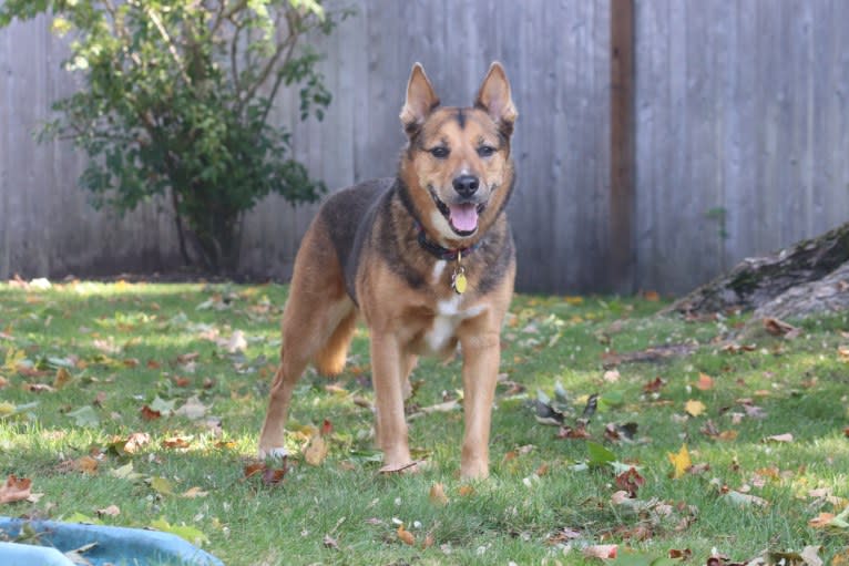 Alo, a Chow Chow and American Pit Bull Terrier mix tested with EmbarkVet.com