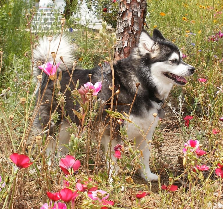 Pearl, an Alaskan Klee Kai tested with EmbarkVet.com