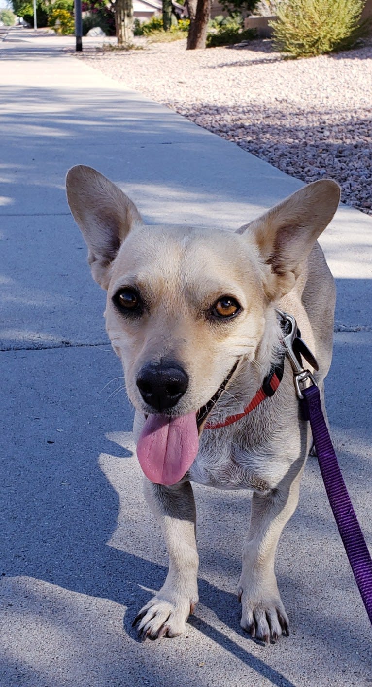 Swivel, a Chihuahua and Poodle (Small) mix tested with EmbarkVet.com