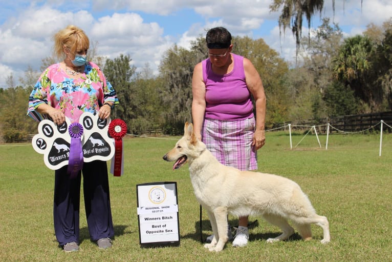 Winter, a White Shepherd tested with EmbarkVet.com